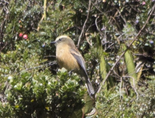 Brown-backed Chat-Tyrant - Marco Ruales