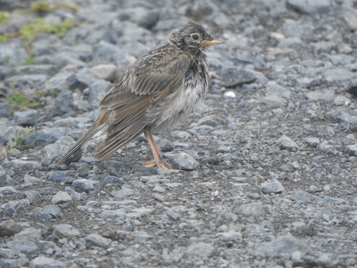 Eurasian Skylark - Joe Dillon