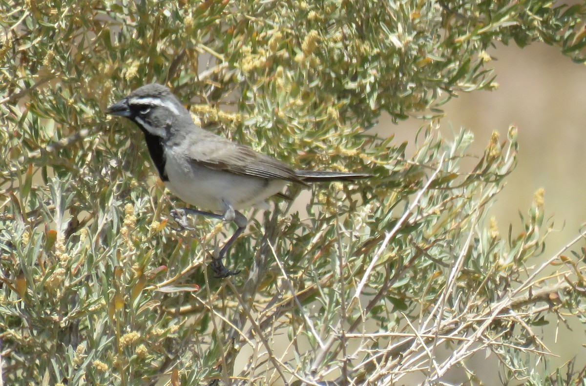Black-throated Sparrow - ML169459391