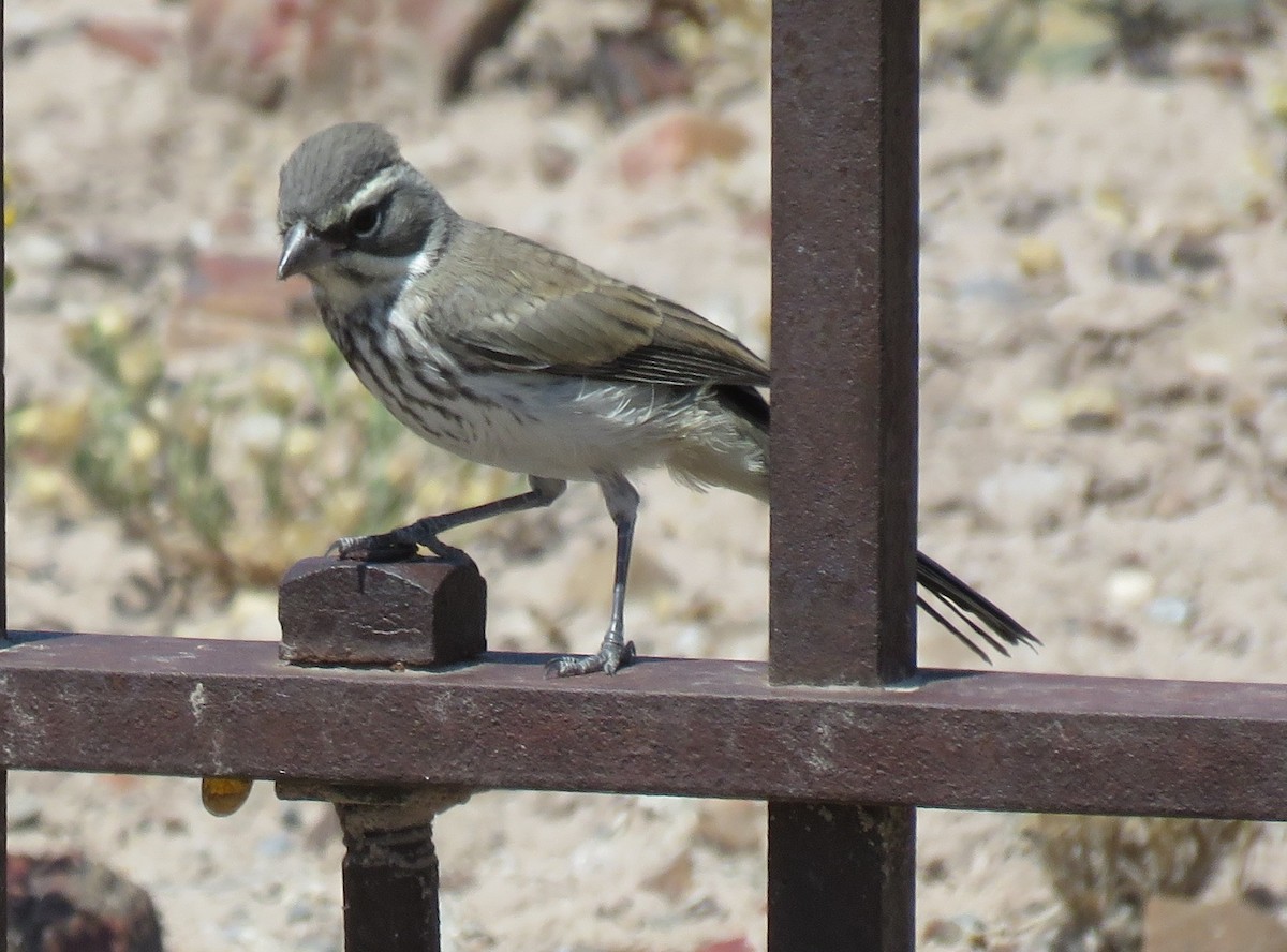 Black-throated Sparrow - ML169459451