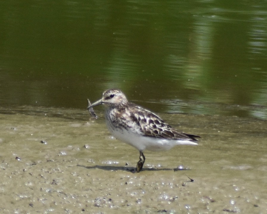 Least Sandpiper - Andrew Rapp