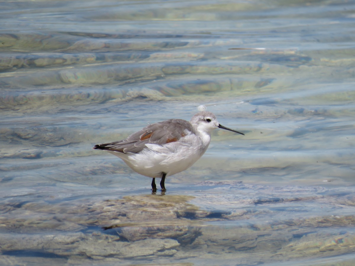 Wilson's Phalarope - Barbara Kelley