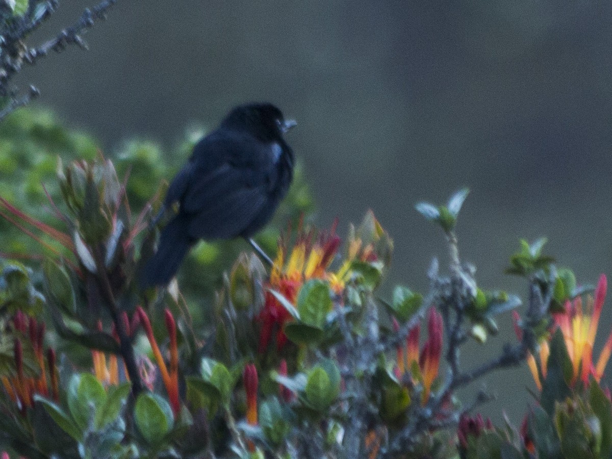 Glossy Flowerpiercer - Marco Ruales