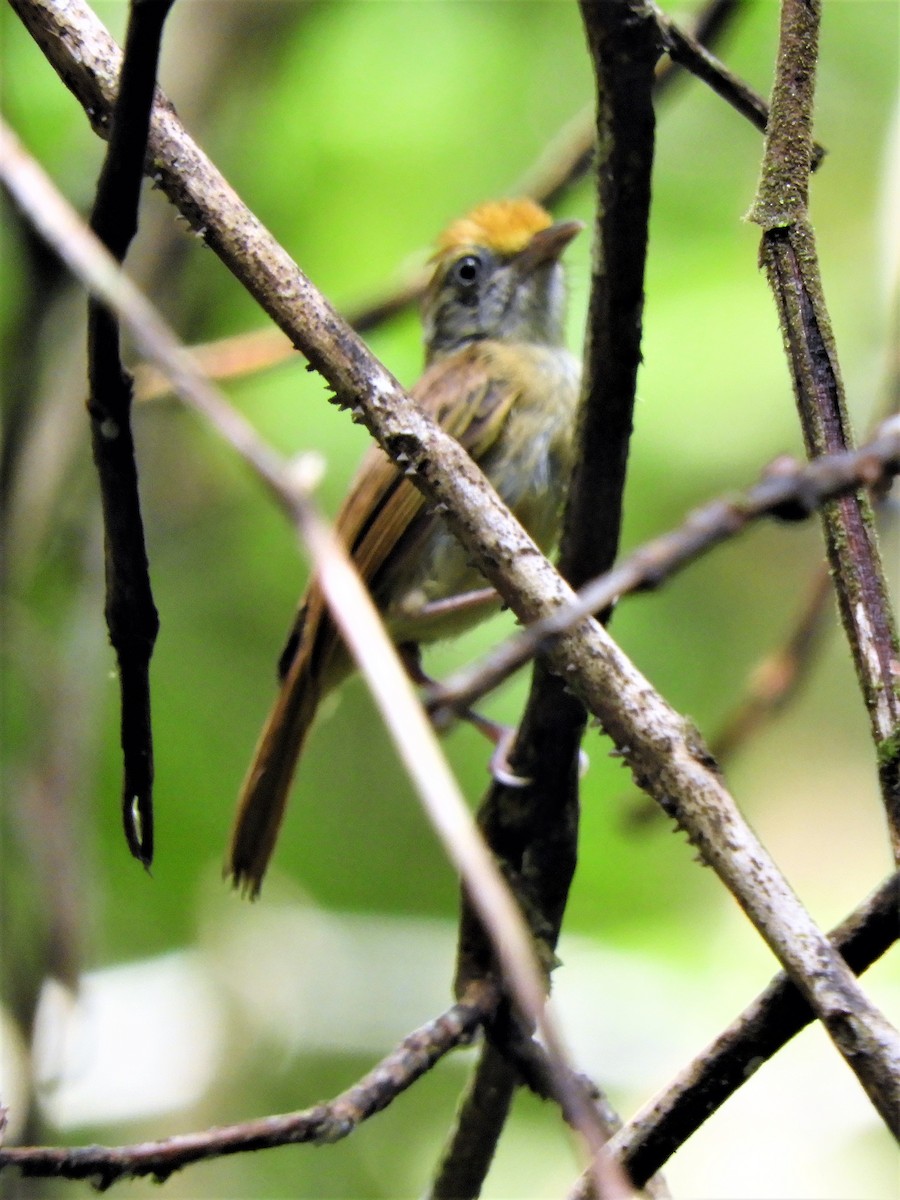 Tawny-crowned Greenlet - Sheila Nale