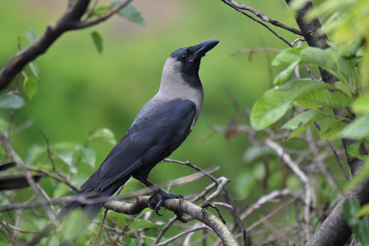 House Crow - ML169465291