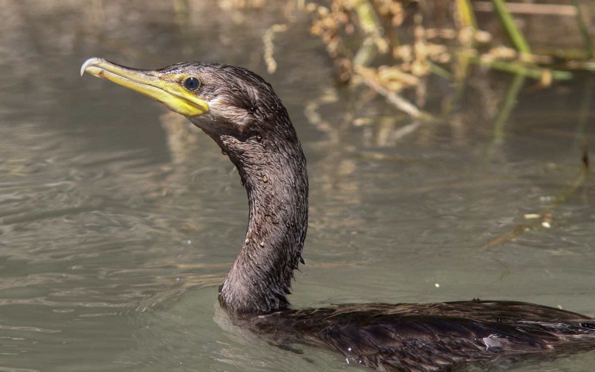 kormorán neotropický - ML169466731