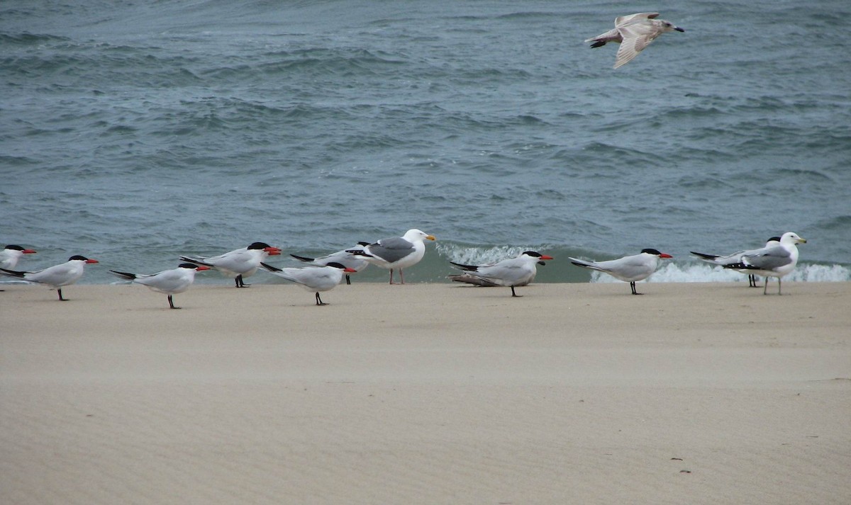 Caspian Tern - Hendrik Herlyn