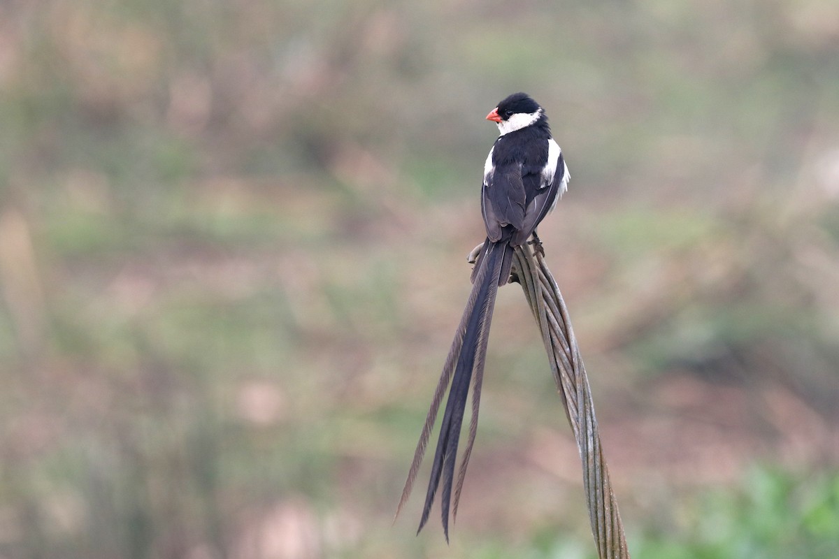 Pin-tailed Whydah - ML169468941