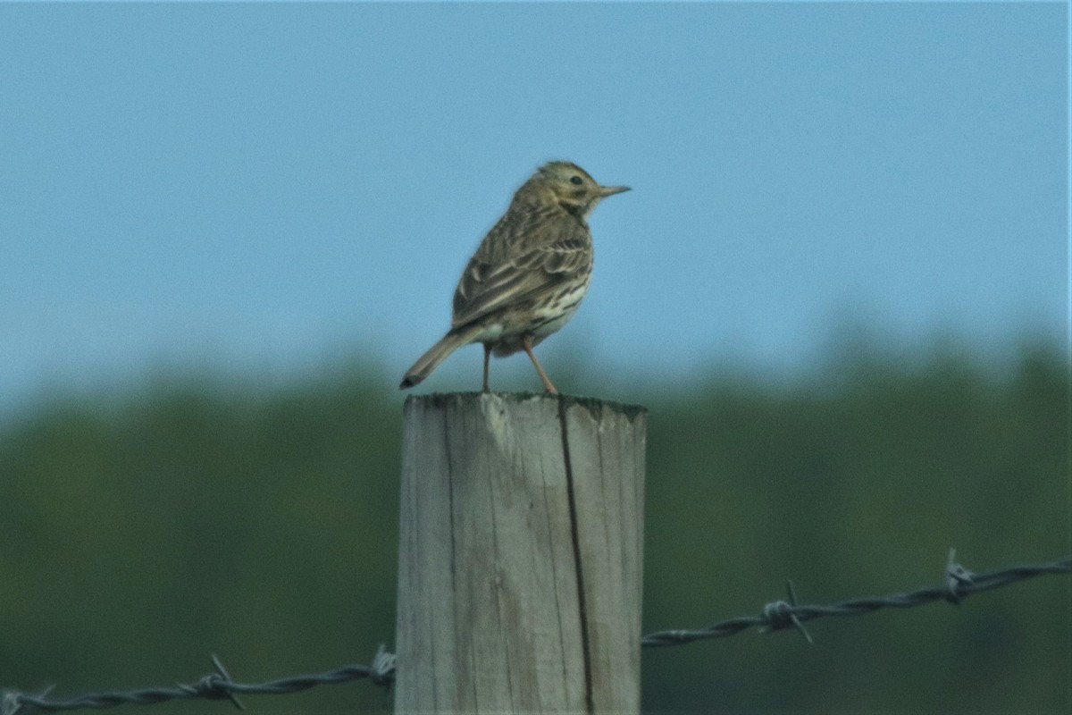 Meadow Pipit - ML169470231