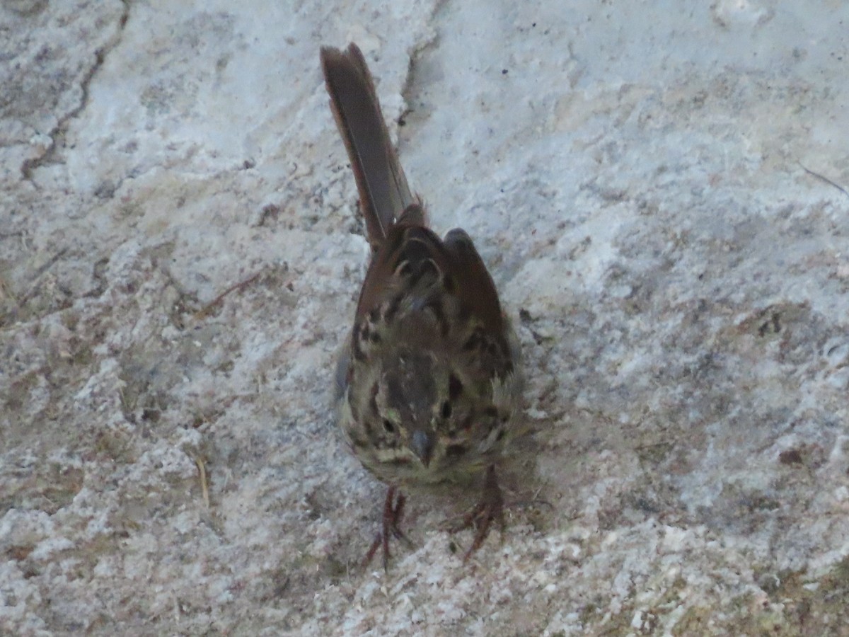 Song Sparrow - ML169471101