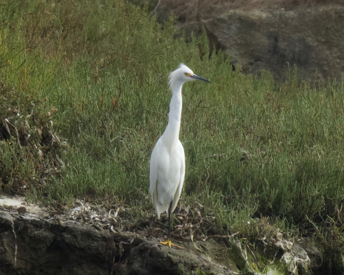 Snowy Egret - Terence Degan