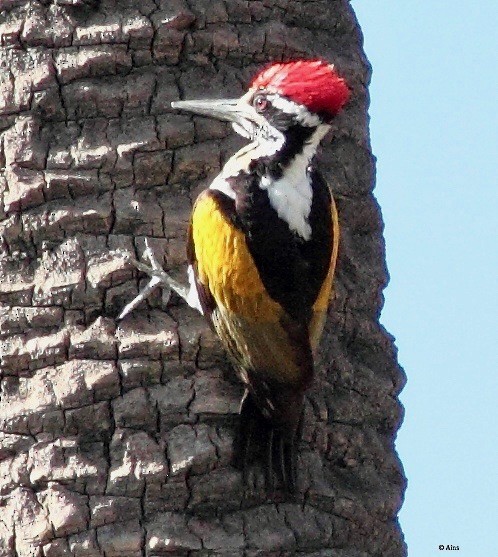 White-naped Woodpecker - ML169471891