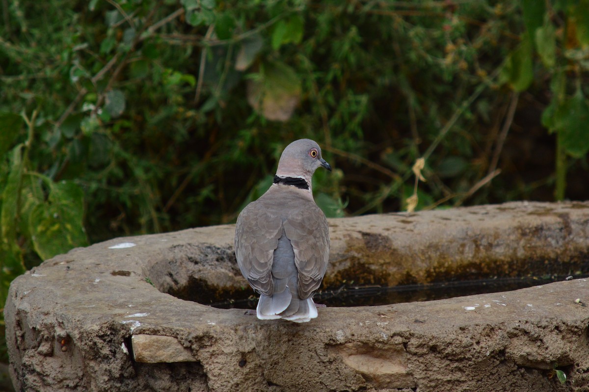 Mourning Collared-Dove - Karthik Thrikkadeeri