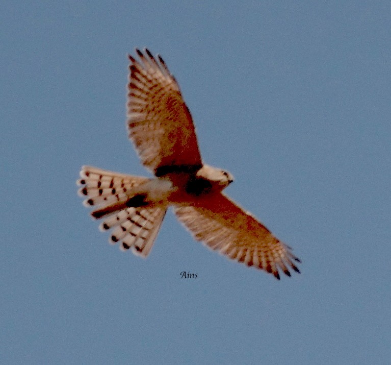 Shikra - Ains Priestman