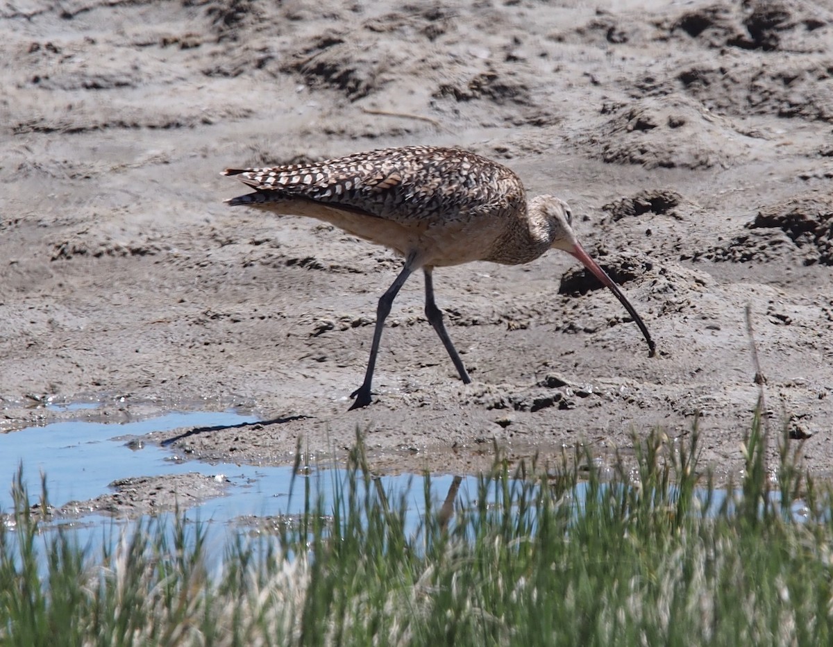 Long-billed Curlew - ML169474531