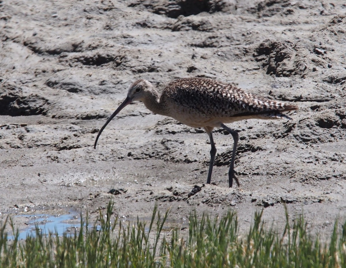 Long-billed Curlew - ML169474541