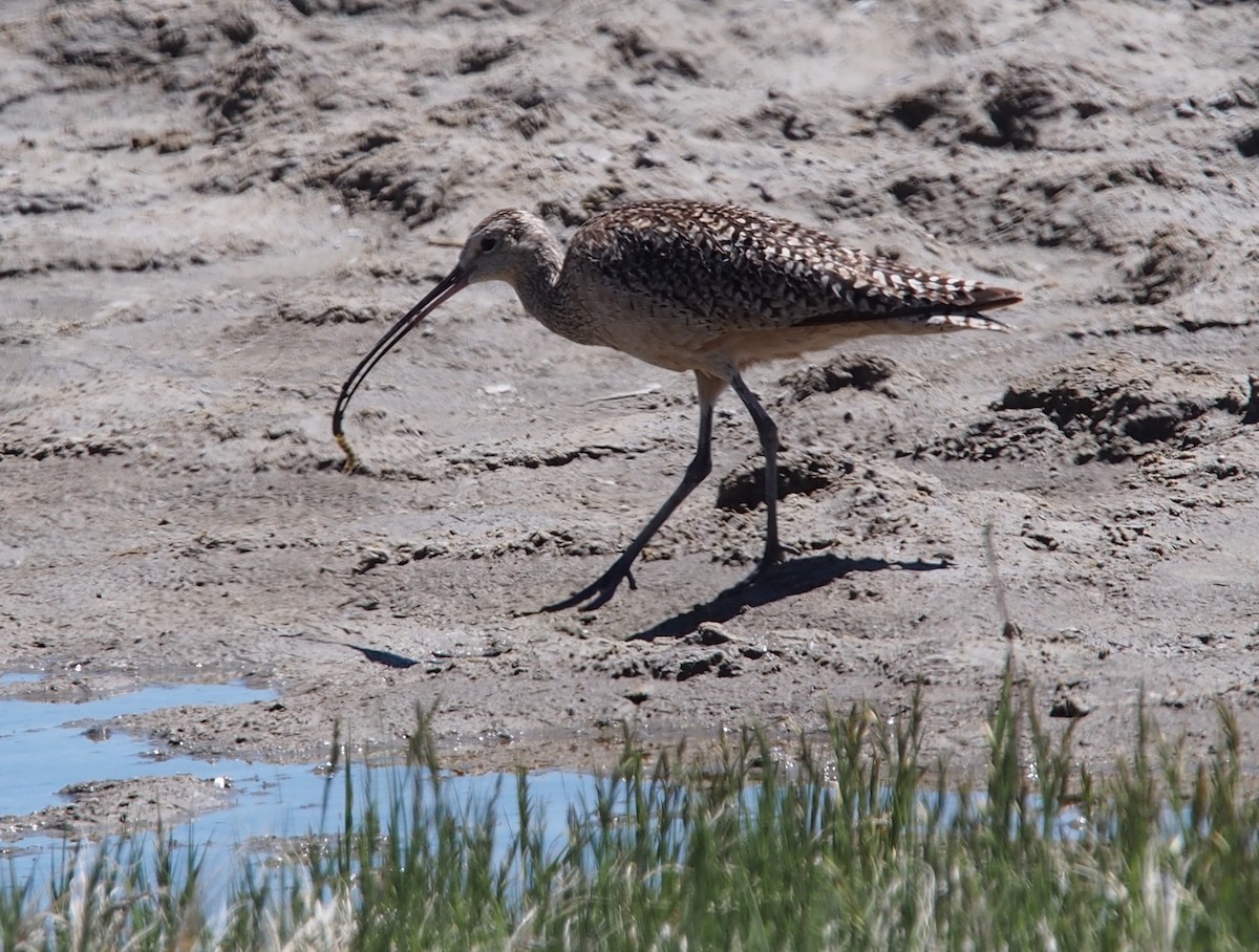 Long-billed Curlew - Ellen  Cantor