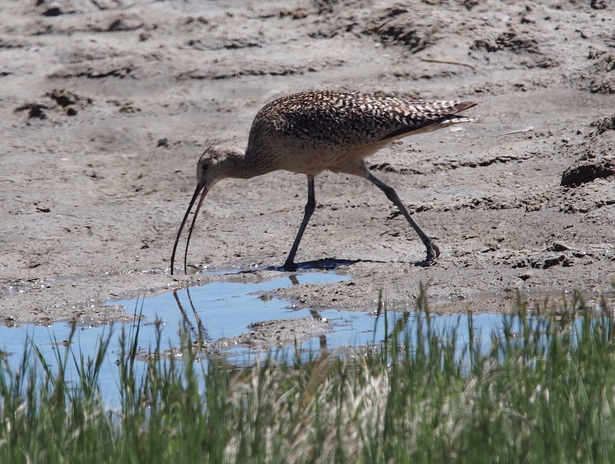 Long-billed Curlew - ML169474561