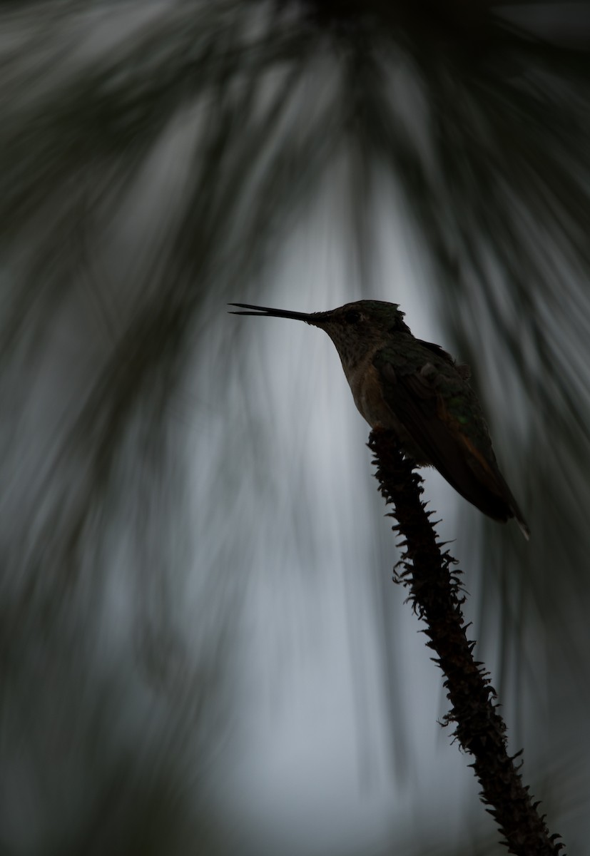 Broad-tailed Hummingbird - Tobias Yoder
