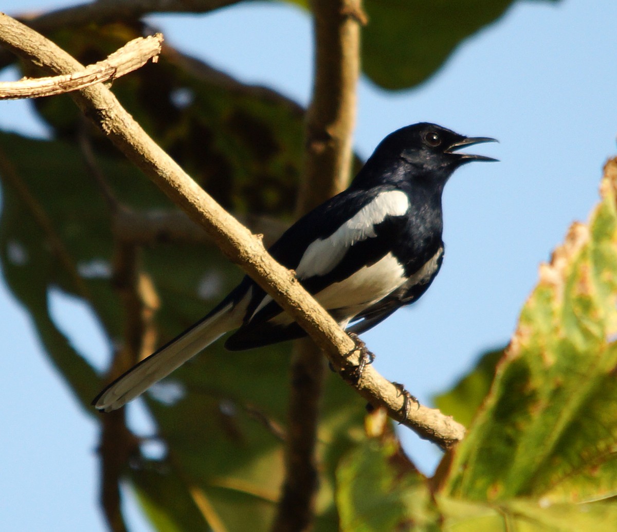 Oriental Magpie-Robin - Peter & Shelly Watts