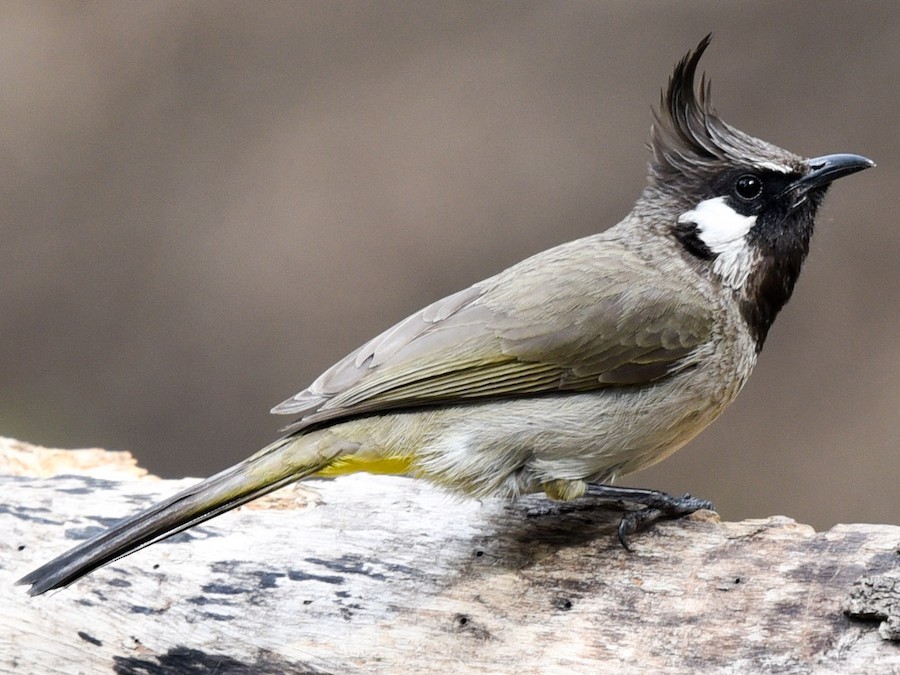 Himalayan Bulbul - eBird