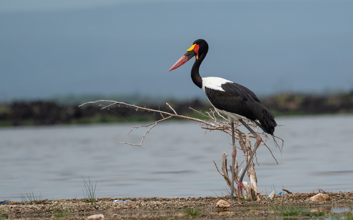 Saddle-billed Stork - ML169479181