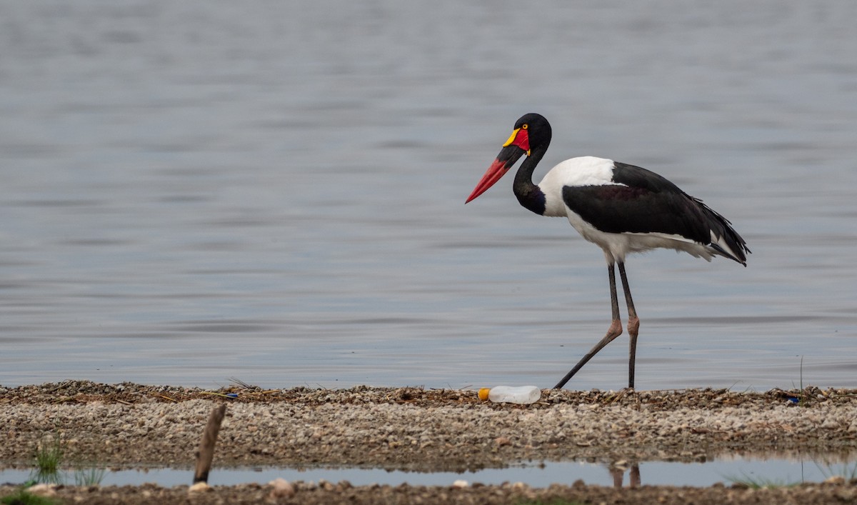 Saddle-billed Stork - ML169479191