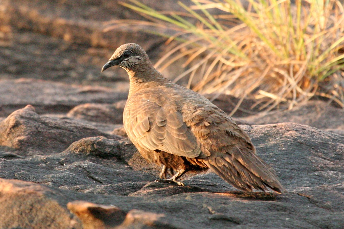 White-quilled Rock-Pigeon - ML169480501