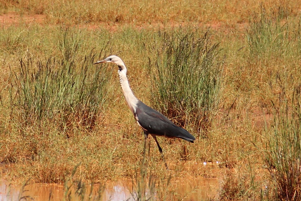 Garza Cuelliblanca - ML169480601