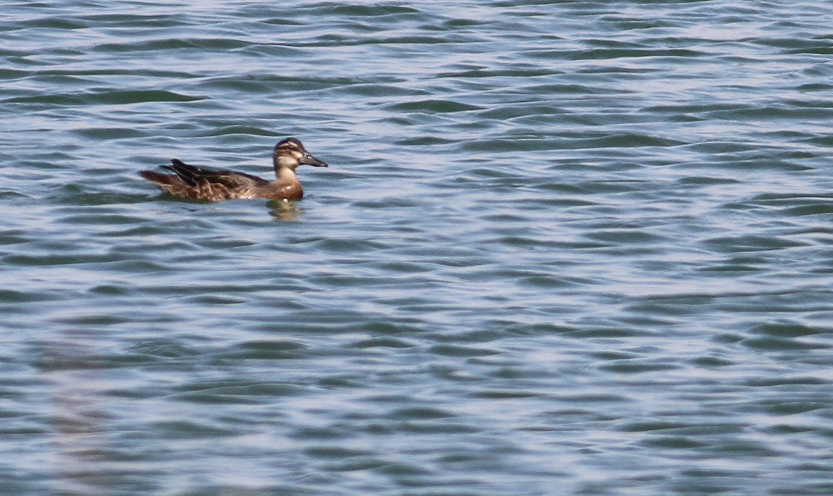 Garganey - ML169480781