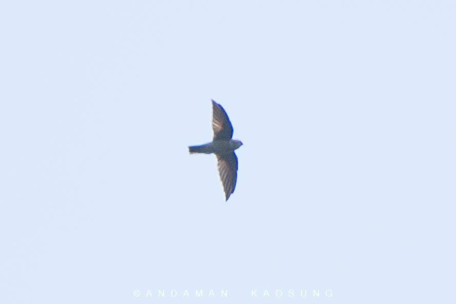 Black-nest Swiftlet - ML169481161