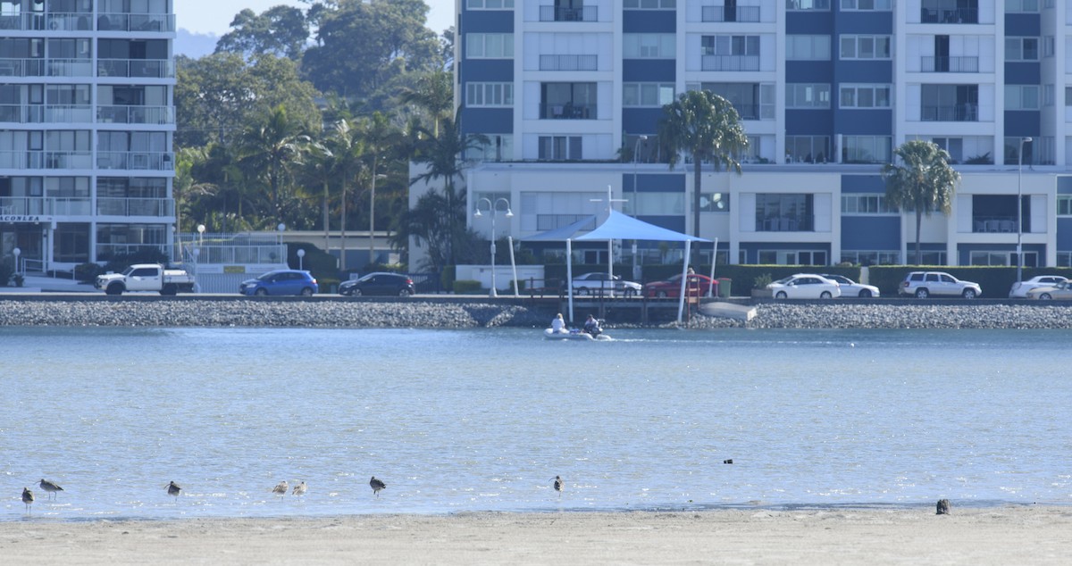 Far Eastern Curlew - ML169482051