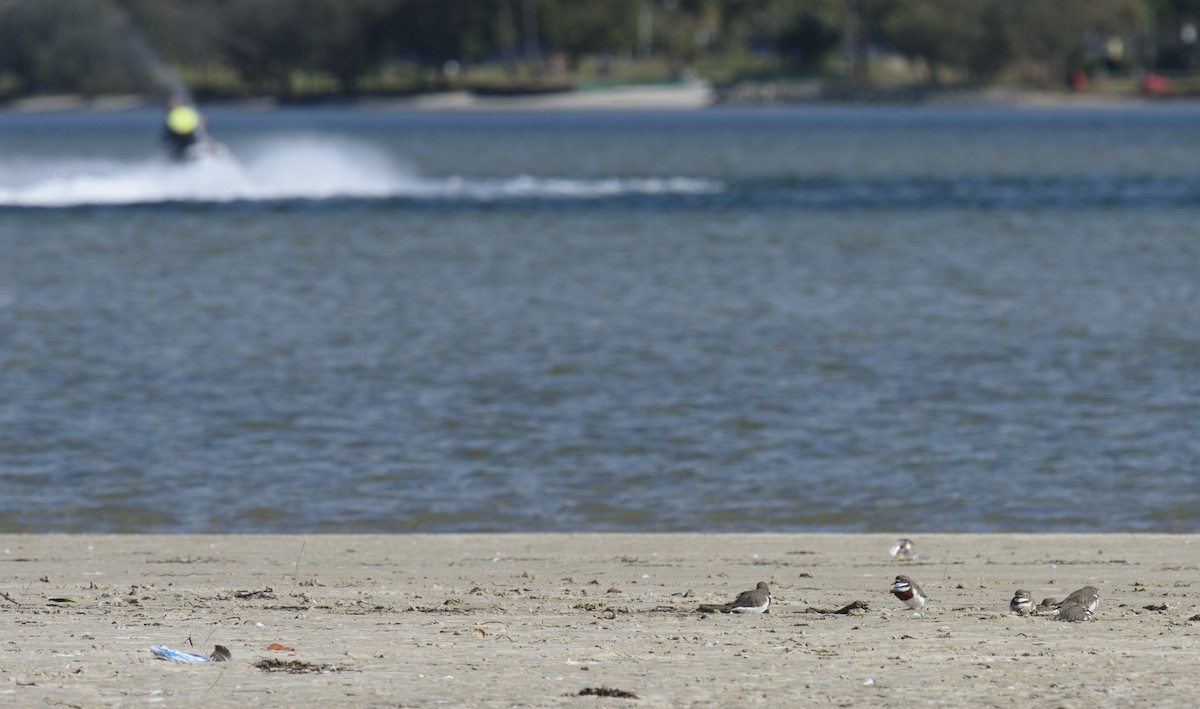 Double-banded Plover - Judy Leitch