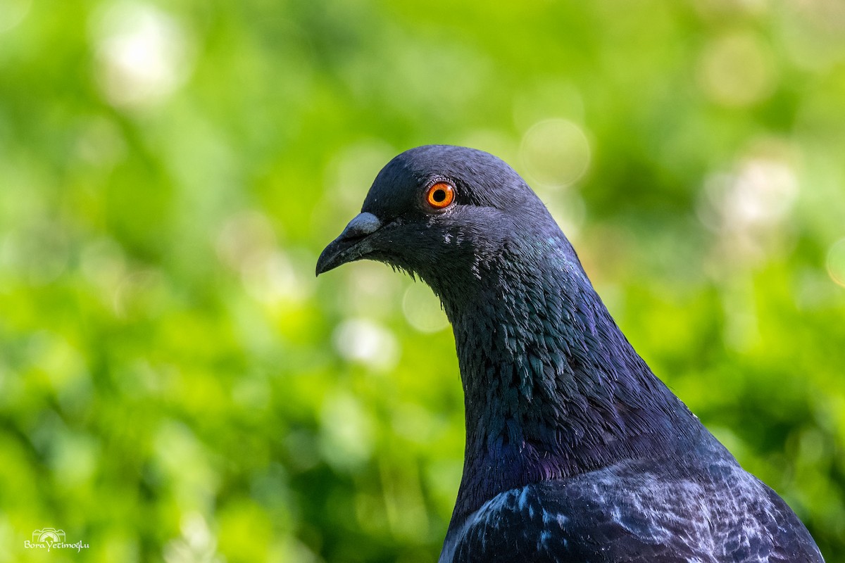 Rock Pigeon (Feral Pigeon) - ML169482731