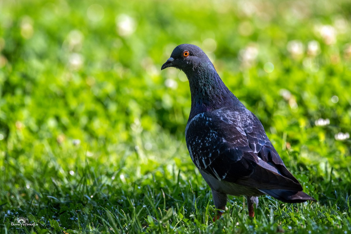 Rock Pigeon (Feral Pigeon) - ML169482811