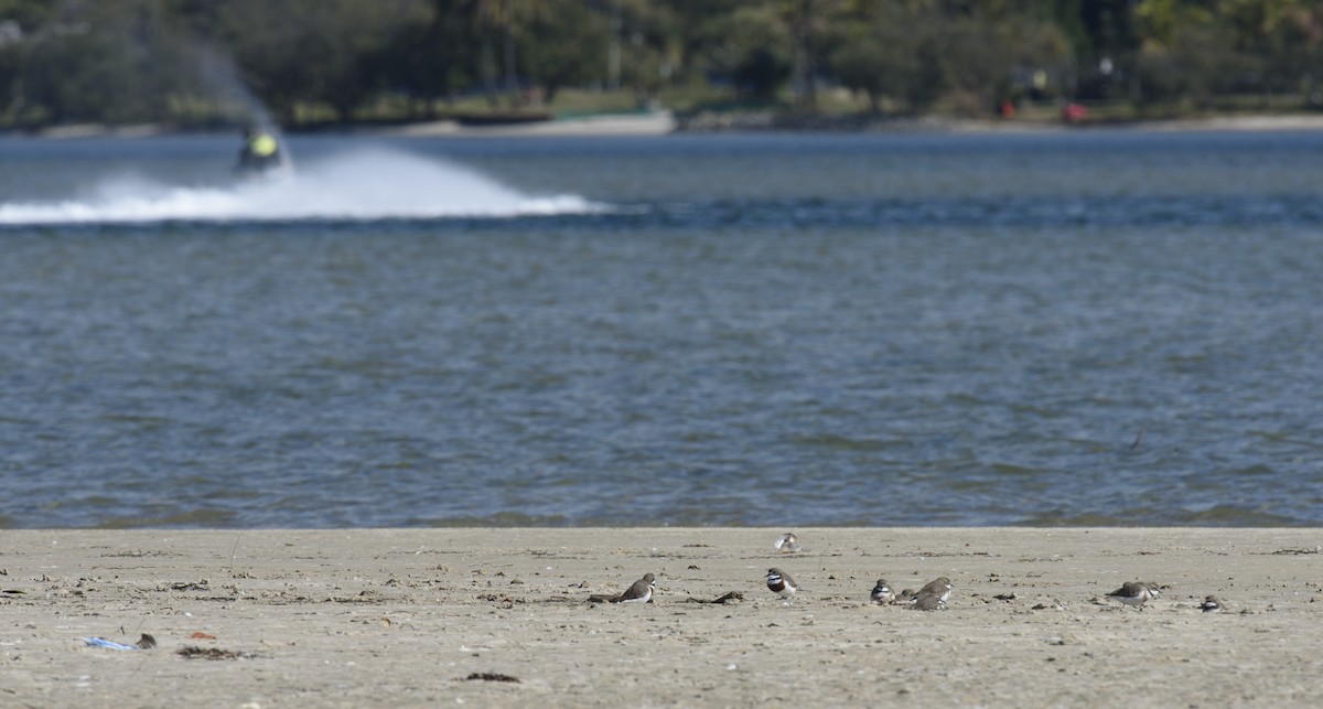 Double-banded Plover - Judy Leitch