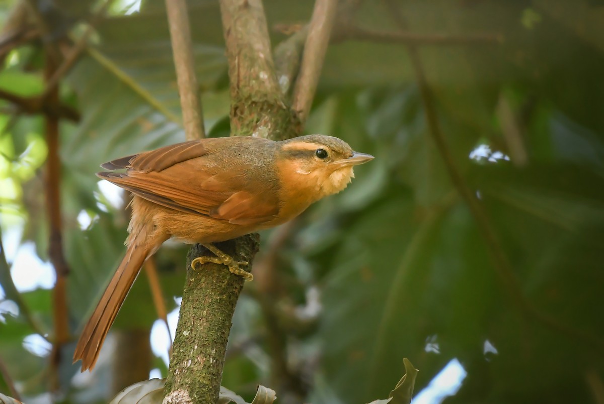 Ochre-breasted Foliage-gleaner - ML169484921