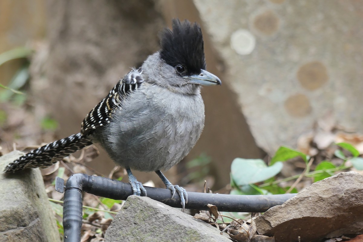 Batará Gigante - ML169486081