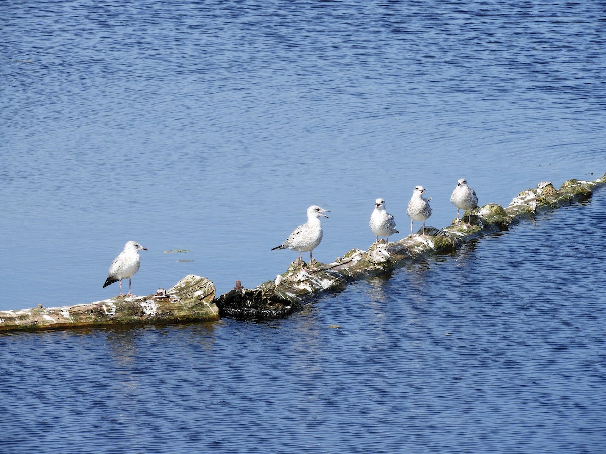 Ring-billed Gull - ML169488041