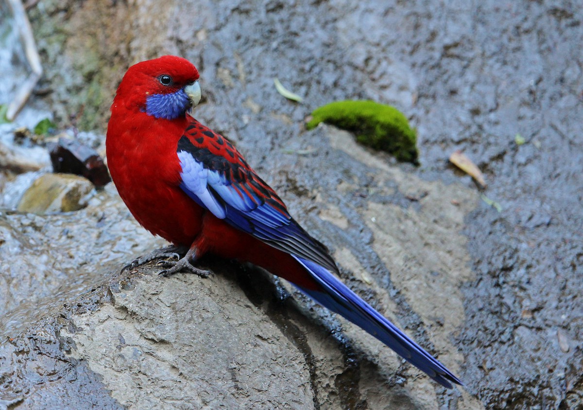 Crimson Rosella - ML169488371