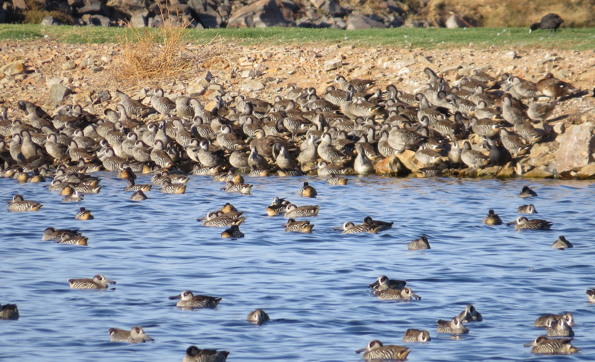 Pink-eared Duck - ML169488781