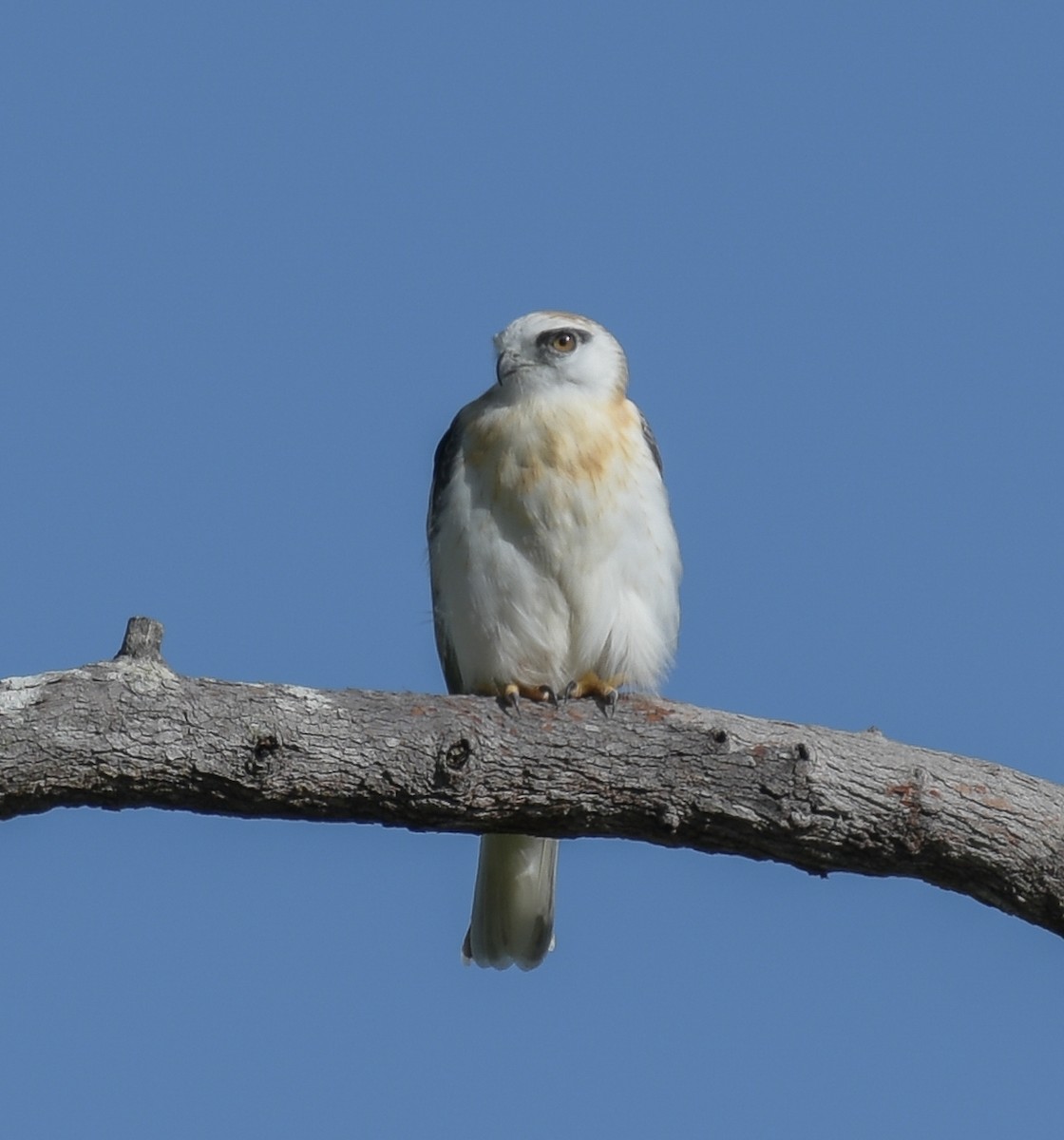 Black-shouldered Kite - ML169490461