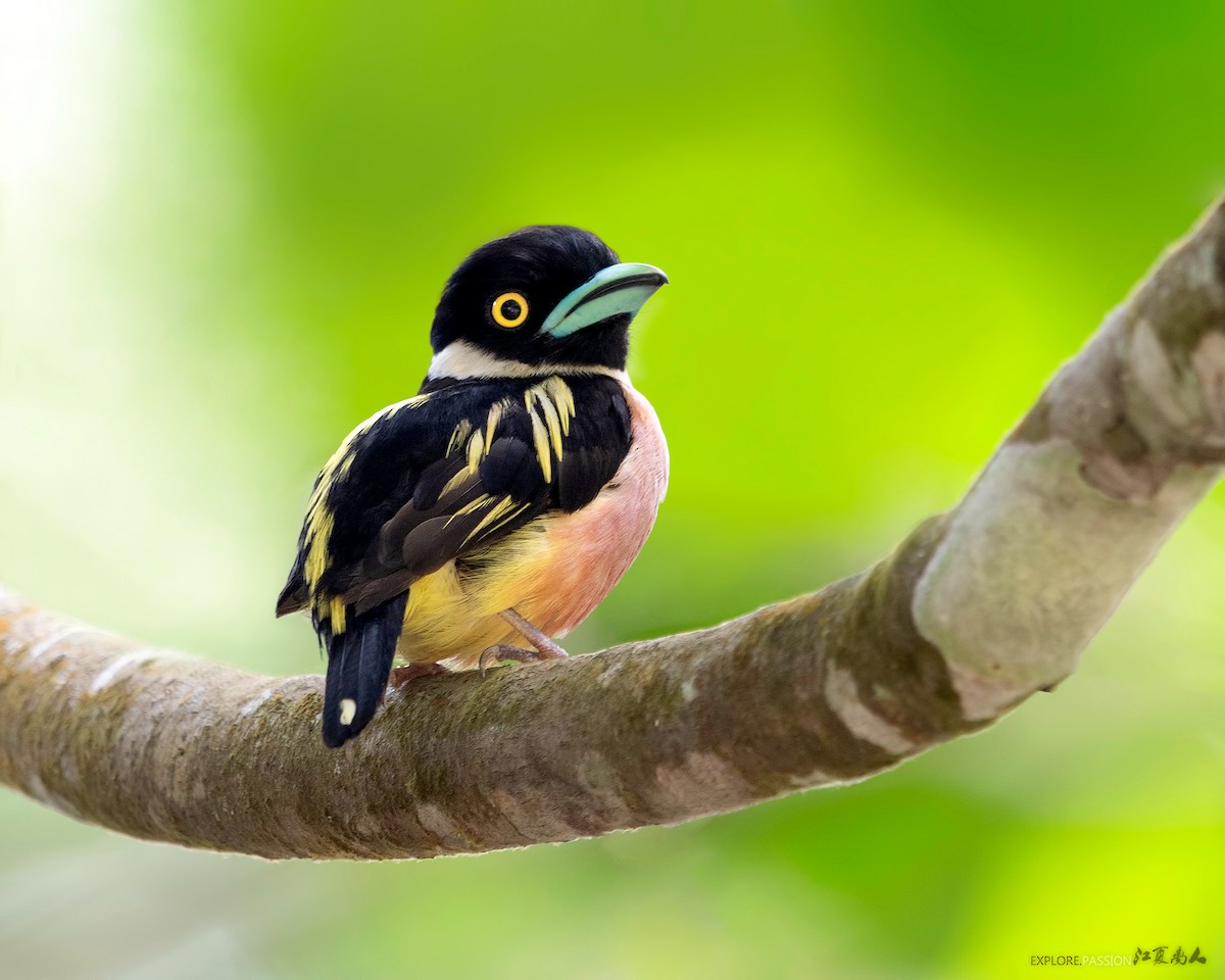 Black-and-yellow Broadbill - ML169490491