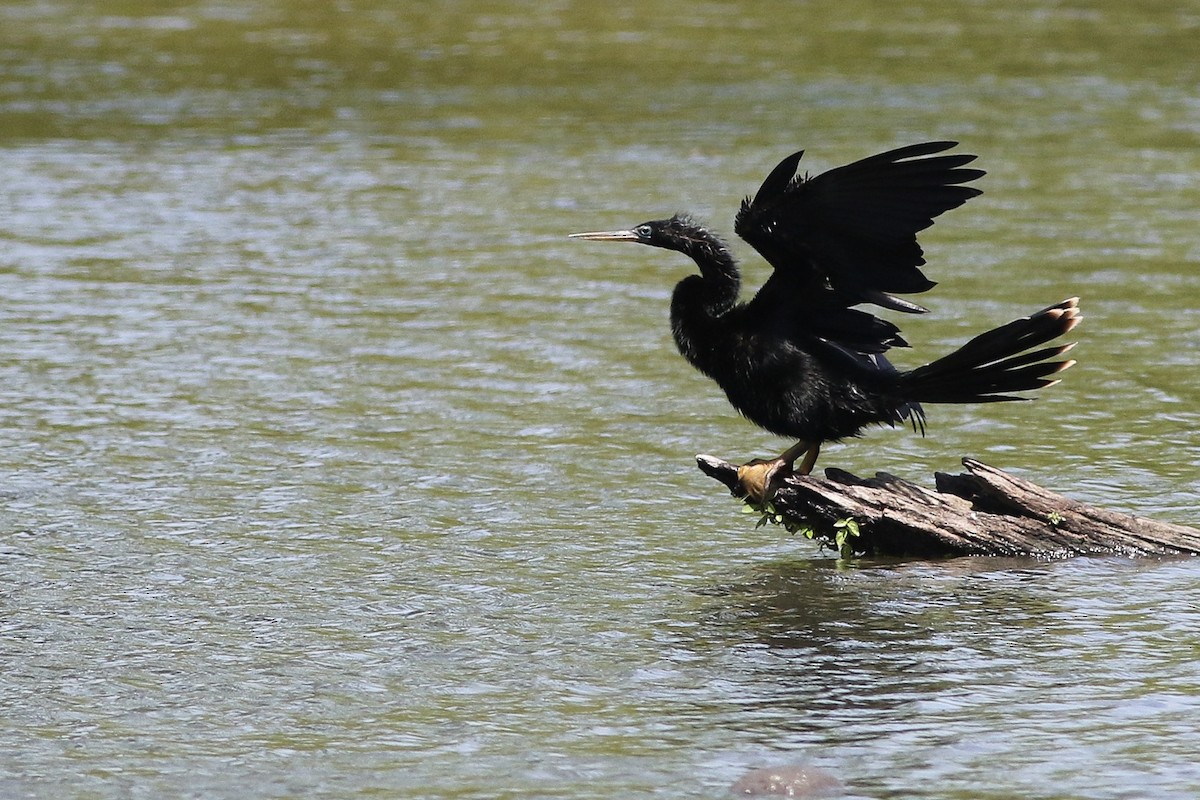 Anhinga - Anonymous