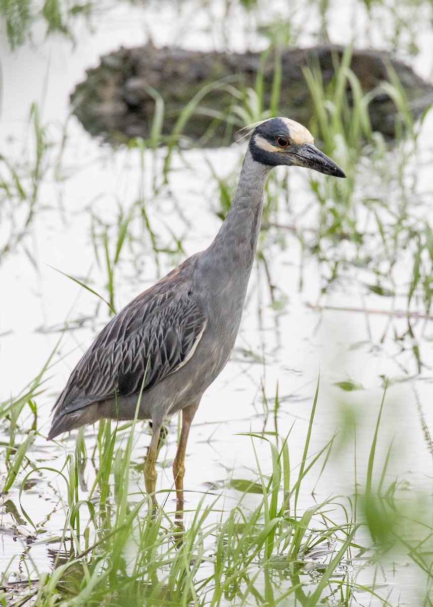 Yellow-crowned Night Heron - ML169492271