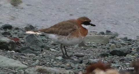 Siberian Sand-Plover - Barbara DeWitt