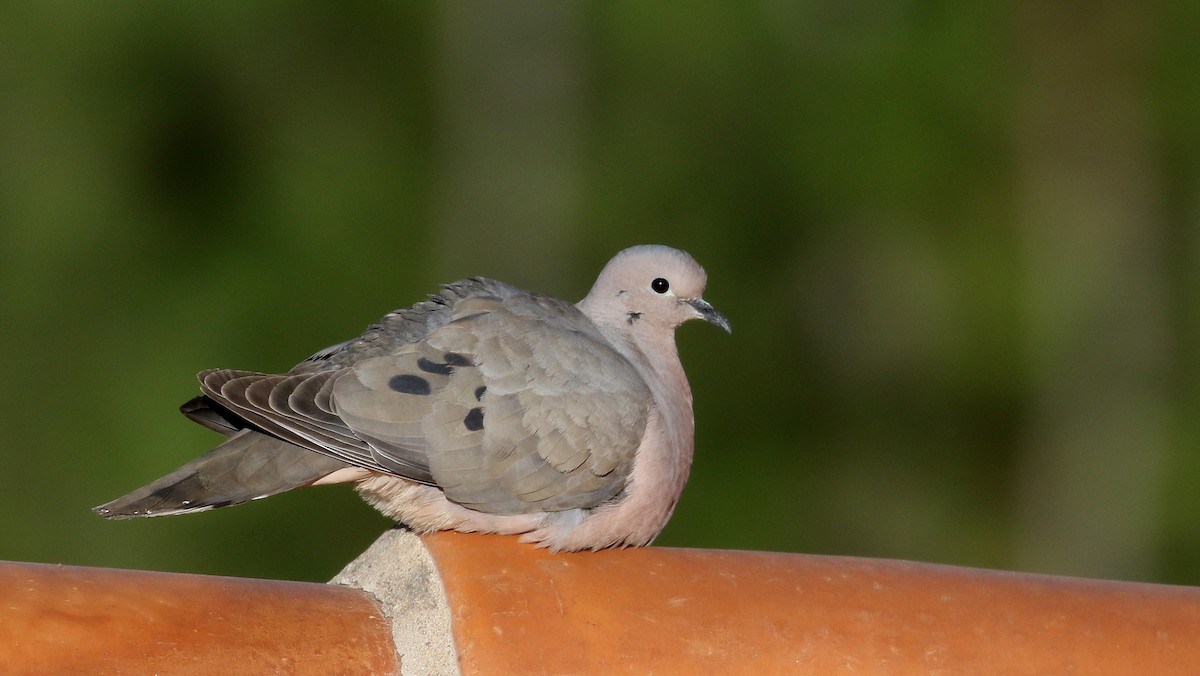 Eared Dove - ML169493191