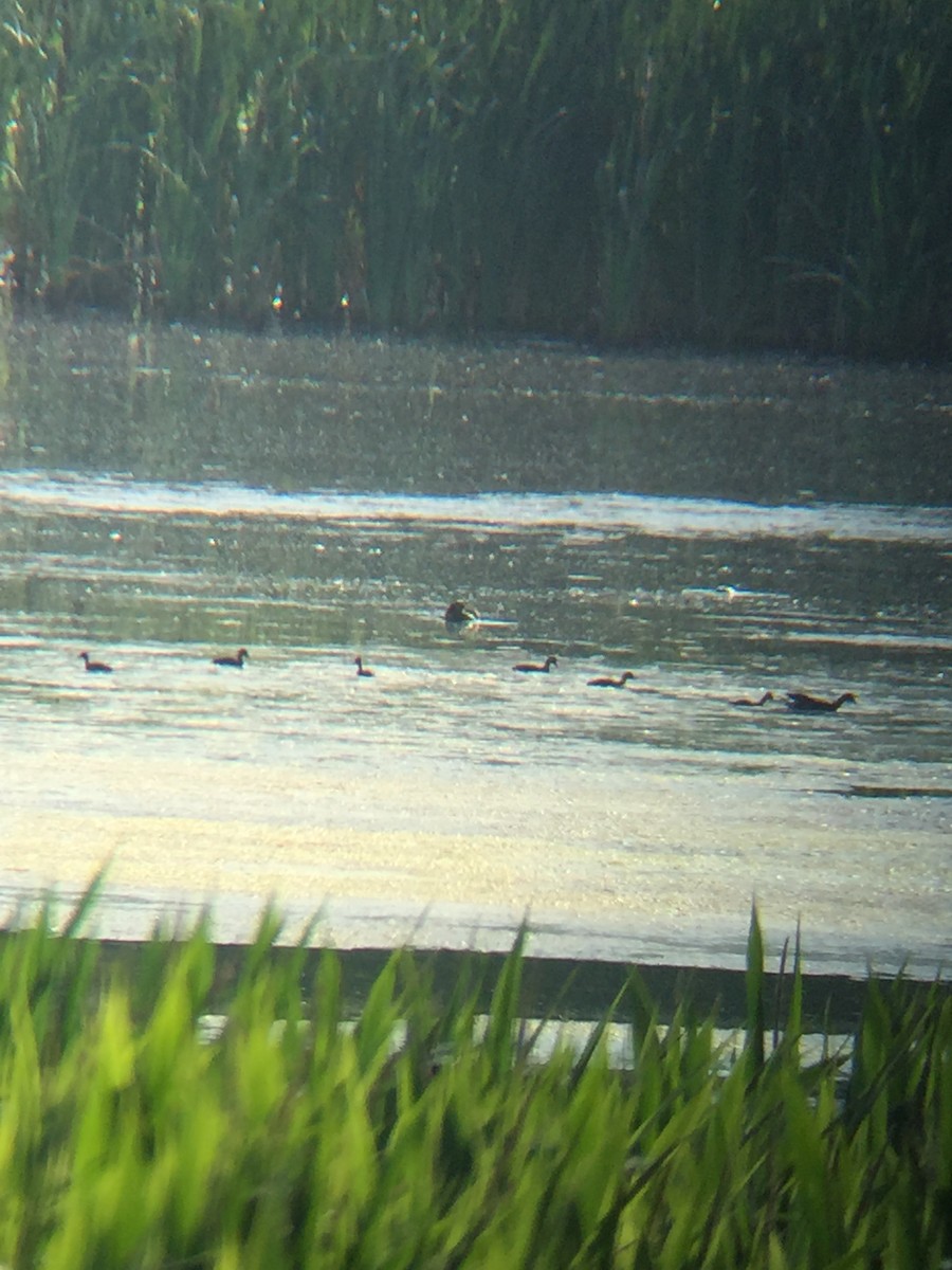 Common Gallinule - ML169493661