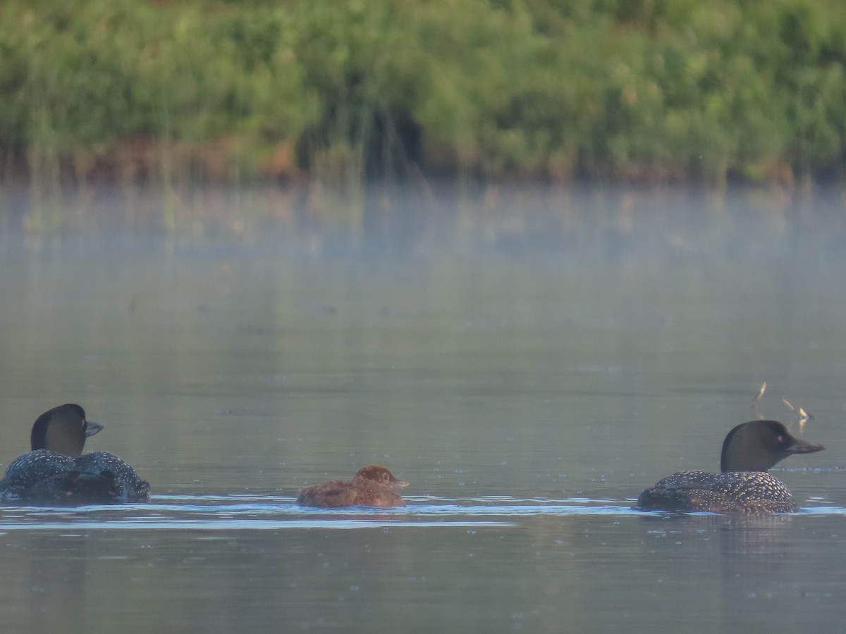 Plongeon huard - ML169496061