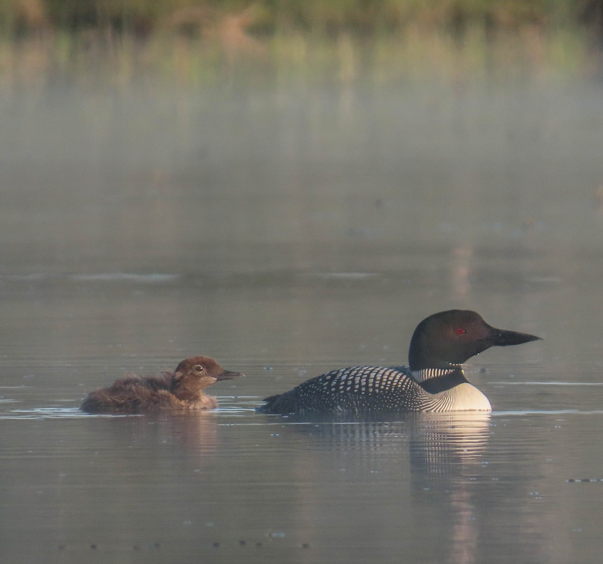 Common Loon - sheila goss